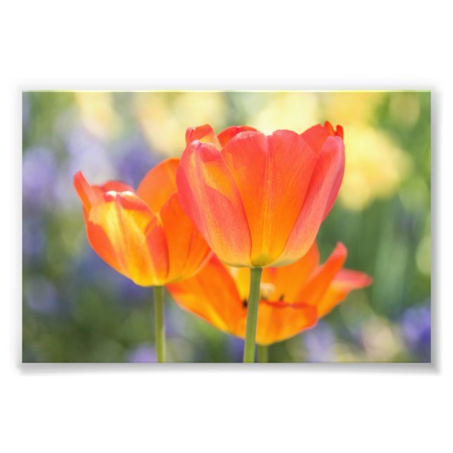 photo - 4x6 size - tulips (orange) (Front)