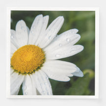 photo, a daisy, green background