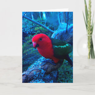 Photo Australian King Parrot, blank card. Card