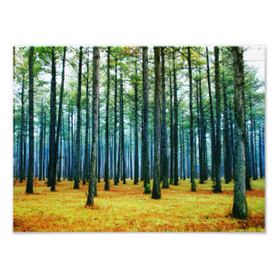 Photo Beautiful Pine Tree Forest Yellow Grass Print