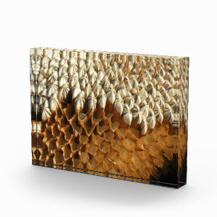 Photo Block - Dried Sunflower Head