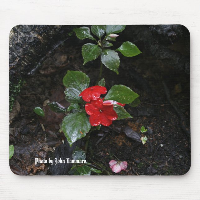 Photo by John Tammaro Mouse Mat (Front)