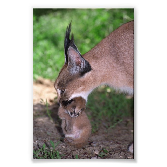 Photo - caracal print (Front)