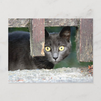 Photo cat , pet , animals . postcard