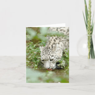 Photo csnow leopard , animals . card
