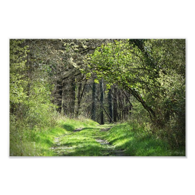 Photo enlargement "in the forest" (Front)