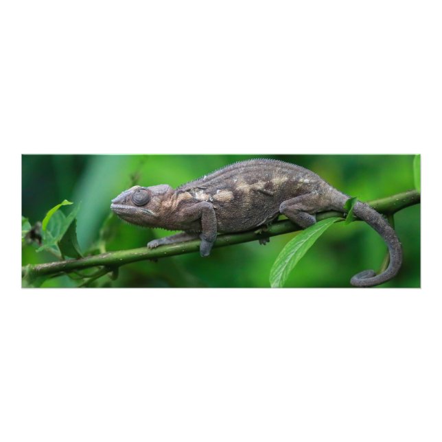 Photo enlargements print (Front)