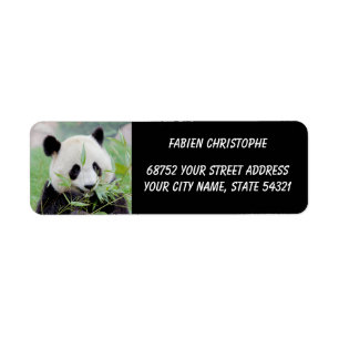 Photo giant panda , animals 0345.