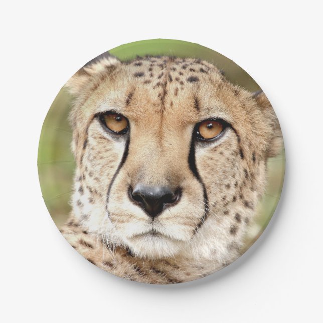 Photo guepard , cat. paper plate (Front)