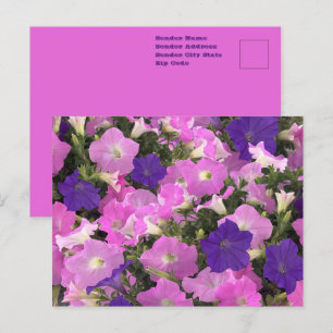 Photo Image Of Morning Glory Pink & Purple Flowers Postcard