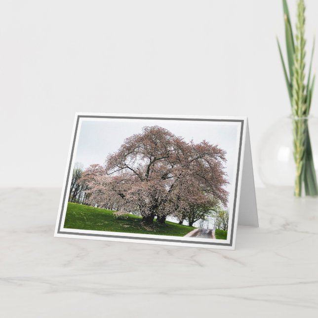 Photo Light Pink Cherry Tree With Petals on Ground Card (Front)