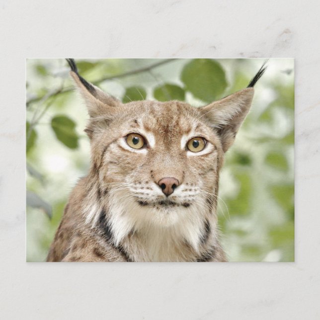 Photo lynx , animals . postcard (Front)