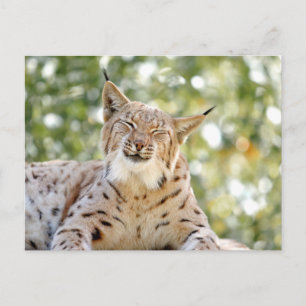 Photo lynx , animals . postcard