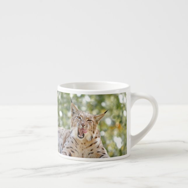 Photo lynx , cat , animals . espresso cup (Right)