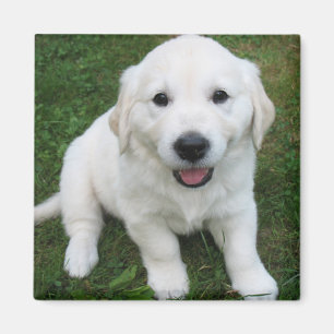 Photo Modern Simple Custom Cute Pet Magnet