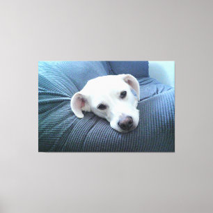 Photo of a Beautiful and Peaceful White Dog Face Canvas Print