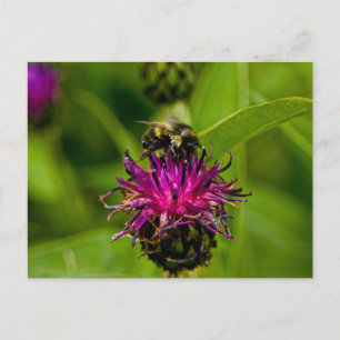 Photo of a beautiful purple flower with honeybee postcard