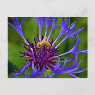 Photo of a beautiful purple flower with honeybee postcard