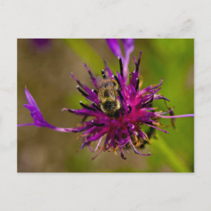 Photo of a beautiful purple flower with honeybee postcard