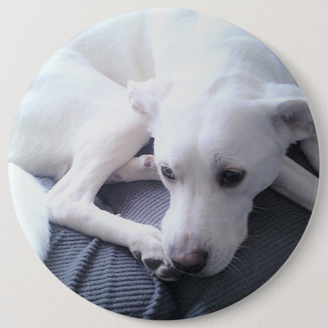 Photo of a Beautiful White Labrador Retriever Mix  6 Cm Round Badge (Front)