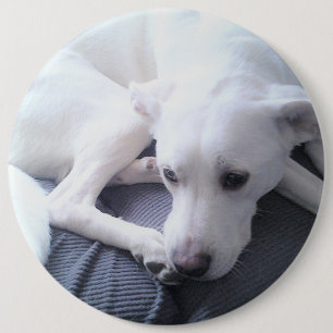 Photo of a Beautiful White Labrador Retriever Mix  6 Cm Round Badge