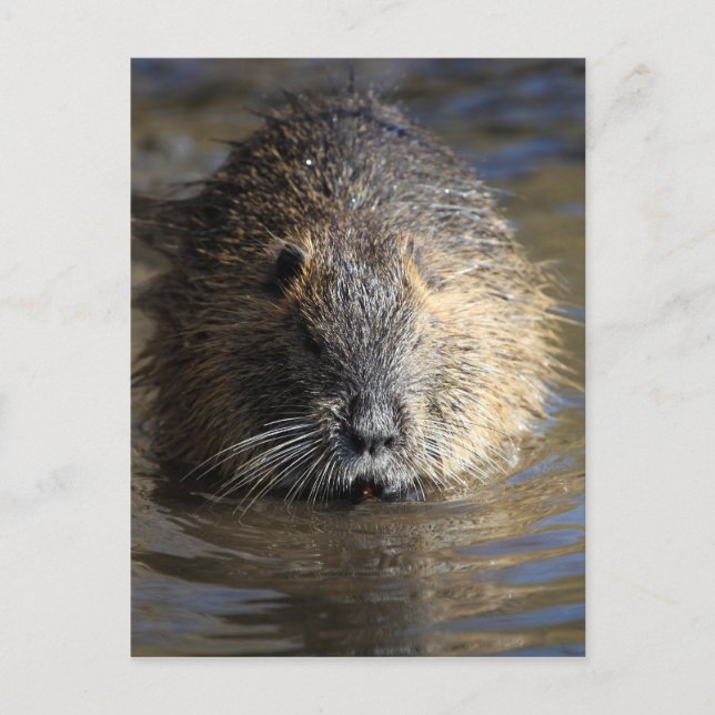 Photo of a coypu (Myocastor coypus) in water. Postcard (Front)