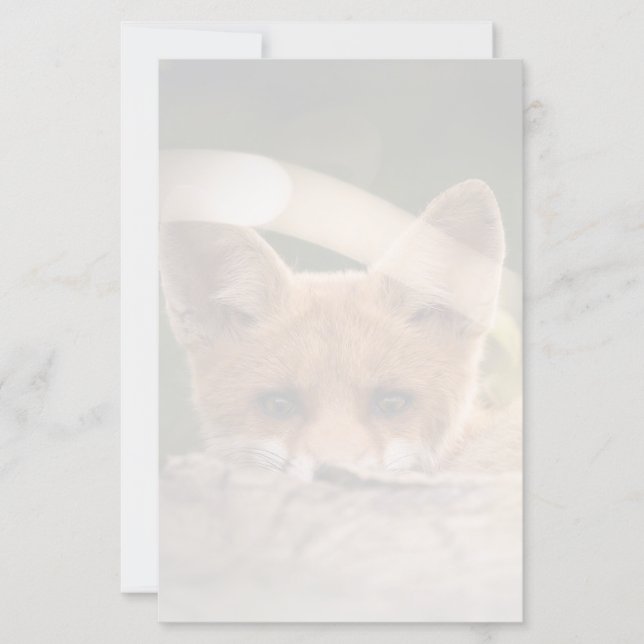 Photo of a Cute Little Orange Fox (Front)