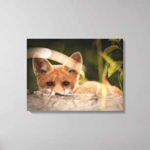 Photo of a Cute Little Orange Fox Canvas Print