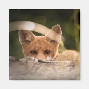 Photo of a Cute Little Orange Fox Magnet