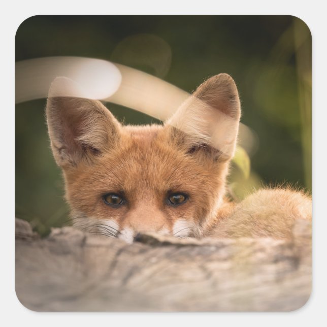 Photo of a Cute Little Orange Fox Square Sticker (Front)