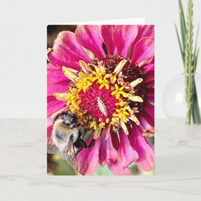 Photo of a Flower from New England Blank Greeting  Card (Front)