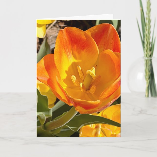 Photo of a Flower from New England Blank Greeting  Card (Front)