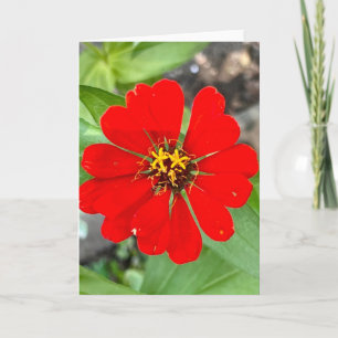 Photo of a Flower from New England Blank Greeting  Card