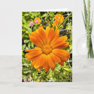 Photo of a Flower from New England Blank Greeting  Card