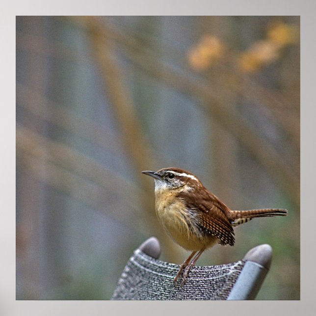 Photo of a Friendly Carolina Wren. Poster (Front)