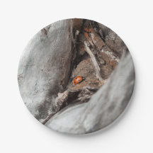 Photo of a ladybug on a paper plate