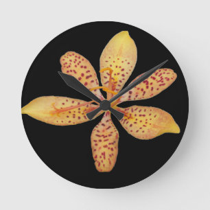 Photo of a light orange Blackberry Lily on a Round Clock