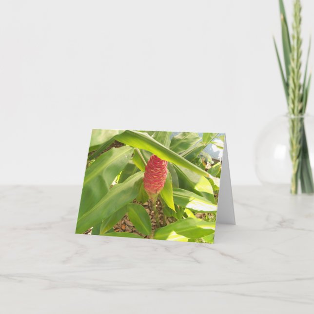 Photo of a Shampoo Ginger flower bud Card (Front)