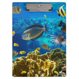 Photo of a tropical Fish on a coral reef Clipboard