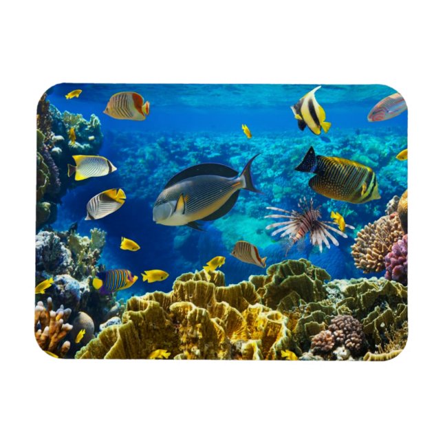 Photo of a tropical Fish on a coral reef Magnet (Horizontal)