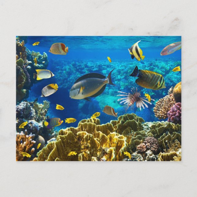 Photo of a tropical Fish on a coral reef Postcard (Front)