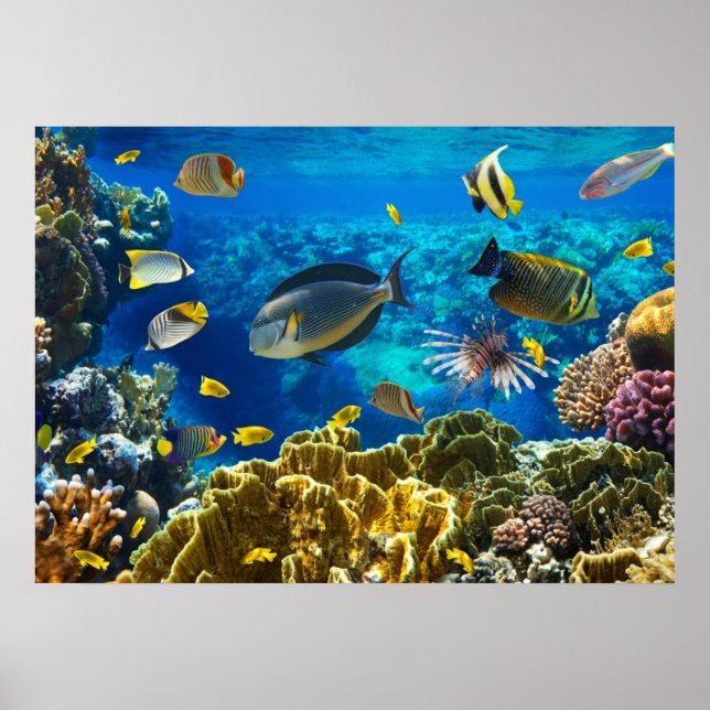 Photo of a tropical Fish on a coral reef Poster (Front)