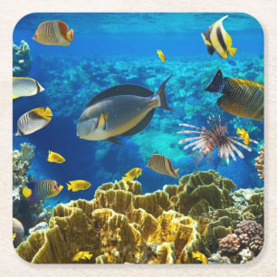 Photo of a tropical Fish on a coral reef Square Paper Coaster