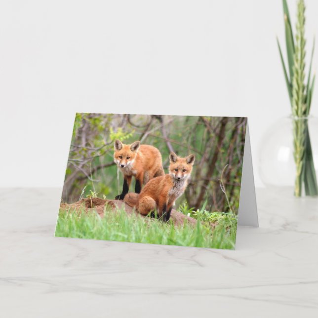 Photo of adorable red fox kits card (Front)