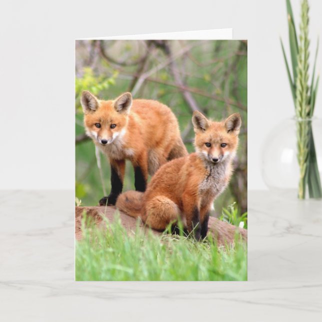 Photo of adorable red fox kits card (Front)