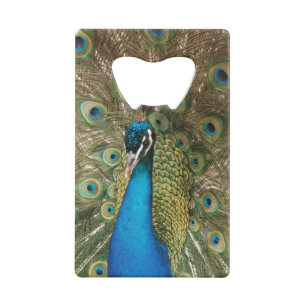 Photo of Beautiful Peacock with Spread Feathers