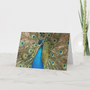 Photo of Beautiful Peacock with Spread Feathers Card