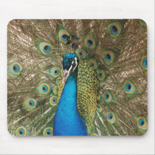 Photo of Beautiful Peacock with Spread Feathers Mouse Mat