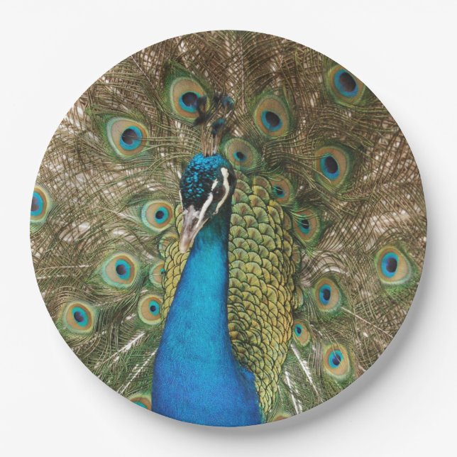 Photo of Beautiful Peacock with Spread Feathers Paper Plate (Front)