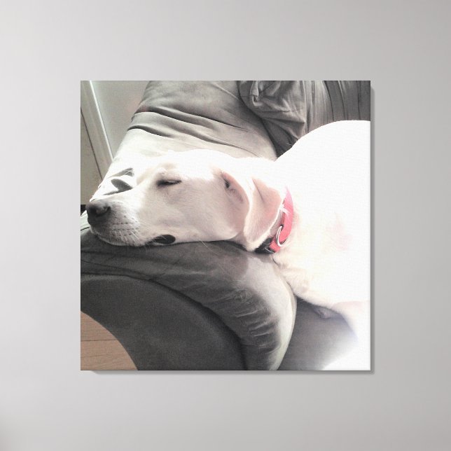 Photo of Beautiful White Dog Sleeping on the Couch Canvas Print (Front)
